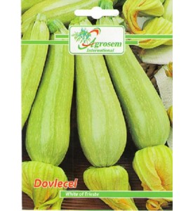 Dovlecel White of Trieste